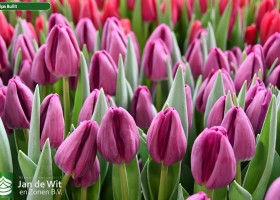 Tulipa Bullit ® (3)